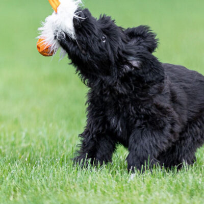 Wie man das Spiel startet