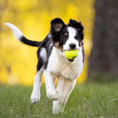 Zurückkommen mit Spielzeug